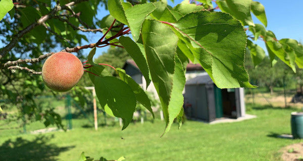 Záhrada v ZO Sĺňava (pri Zimnom štadióne), Piešťany